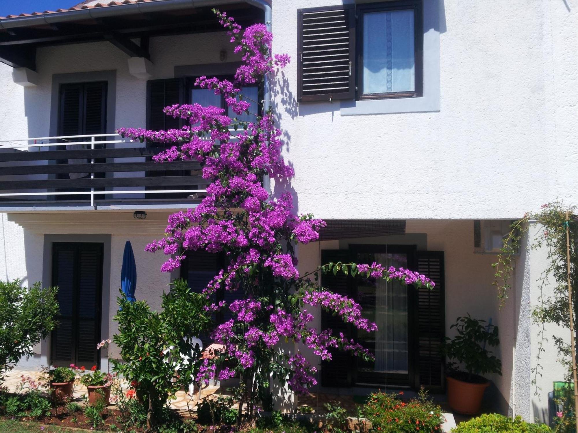 Apartments Barac Poreč Eksteriør bilde